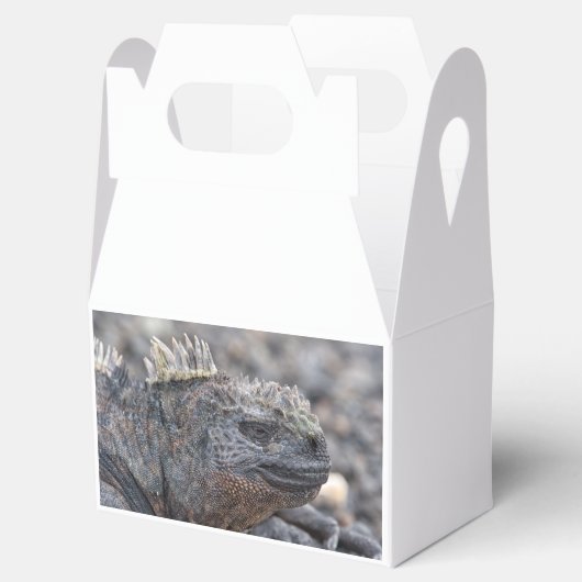 Marine Iguana Geschenkschachtel (Geöffnet)