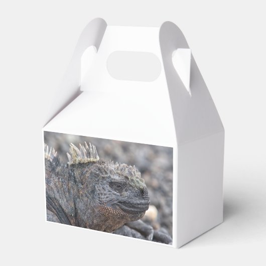 Marine Iguana Geschenkschachtel (Vorderseite)