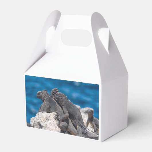 Marine Iguana Geschenkschachtel (Rückseite)