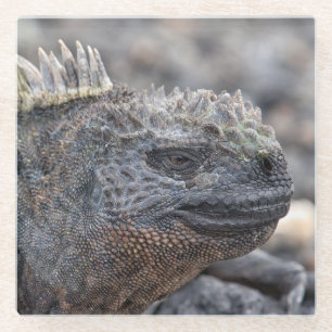 Marine Iguana Glasuntersetzer
