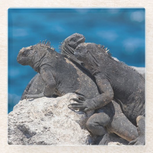 Marine Iguana Glasuntersetzer (Vorderseite)