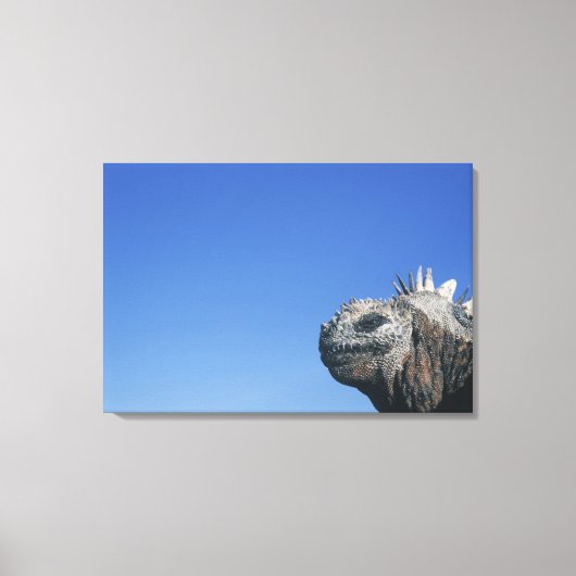 Marine Iguana Leinwanddruck (Vorderseite)