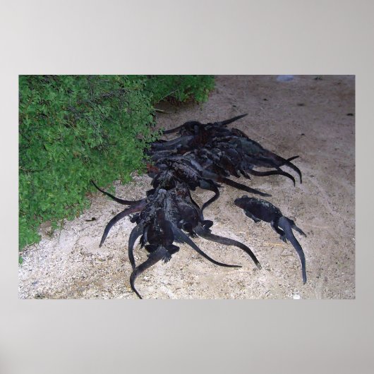 Marine Iguana Pile Poster (Vorne)