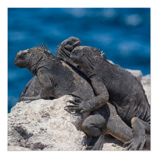 Marine Iguana Poster (Vorderseite)