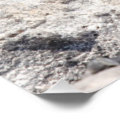 Marine Iguana Poster (Ecke)