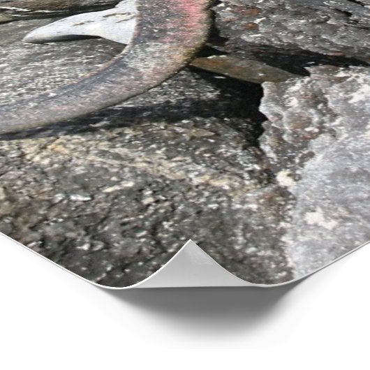 Marine Iguana Poster (Ecke)