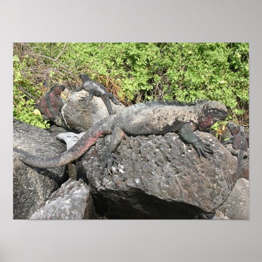 Marine Iguana Poster (Vorne)
