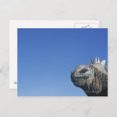 Marine Iguana Postkarte (Vorne/Hinten)