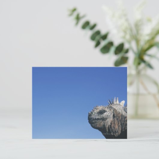 Marine Iguana Postkarte (Stehend Vorderseite)