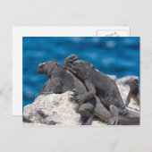 Marine Iguana Postkarte (Vorne/Hinten)