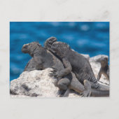 Marine Iguana Postkarte (Vorderseite)