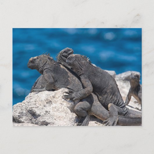 Marine Iguana Postkarte (Vorderseite)