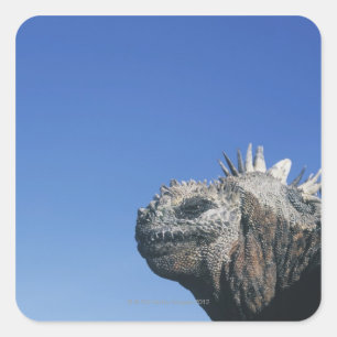 Marine Iguana Quadratischer Aufkleber