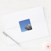 Marine Iguana Quadratischer Aufkleber (Umschlag)