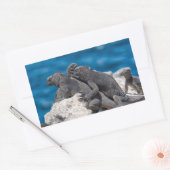 Marine Iguana Rechteckiger Aufkleber (Umschlag)