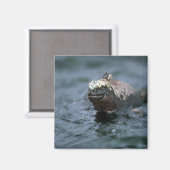 Marine Iguana schwimmt vor Füttre Magnet (Vorderseite/Rückseite)