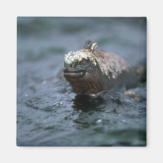 Marine Iguana schwimmt vor Füttre Magnet (Vorne)