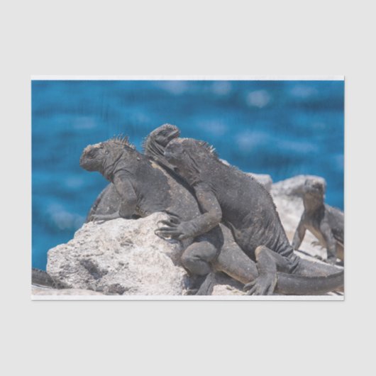 Marine Iguana Seidenpapier (Vorderseite)