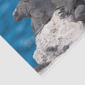 Marine Iguana Seidenpapier (Ausschnitt)