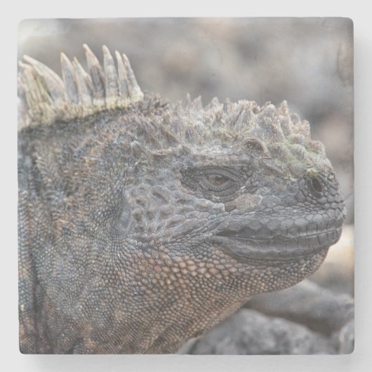 Marine Iguana Steinuntersetzer (Vorderseite)