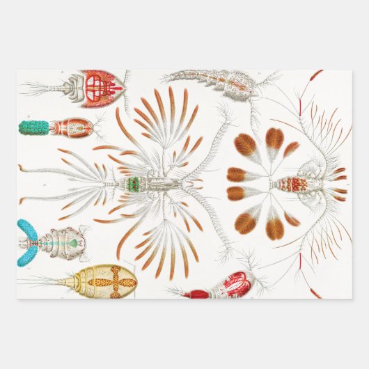 Marine Life Crustaceans, Copepoda von Ernst Haecke Geschenkpapier Set (Vorderseite 2)