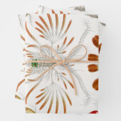 Marine Life Crustaceans, Copepoda von Ernst Haecke Geschenkpapier Set (Beispiel)