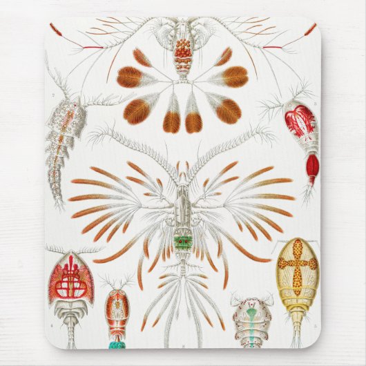Marine Life Crustaceans, Copepoda von Ernst Haecke Mousepad (Vorne)