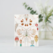 Marine Life Crustaceans, Copepoda von Ernst Haecke Postkarte (Stehend Vorderseite)