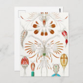 Marine Life Crustaceans, Copepoda von Ernst Haecke Postkarte (Vorne/Hinten)