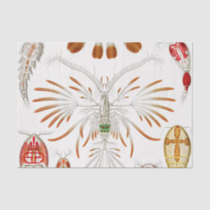 Marine Life Crustaceans, Copepoda von Ernst Haecke Seidenpapier