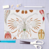 Marine Life Crustaceans, Copepoda von Ernst Haecke Seidenpapier (Handwerk)