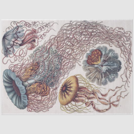 Marine Life Jellyfish - Ernst Haeckel Decoupage Seidenpapier (Vorderseite)