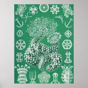 Marine Life Thuroidea Gurkensterne von Ernst Haeck Poster