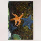 Marine Star Fisch. Puzzle (Vertikal)