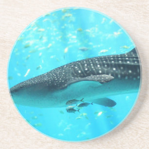 Marine Water Chic Stilvoll Cooler Blauwal-Hai Sandstein Untersetzer