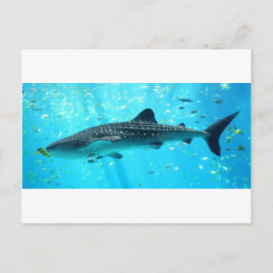 Marine Water Chic Stylish Cool Blue Whale Shark Postkarte
