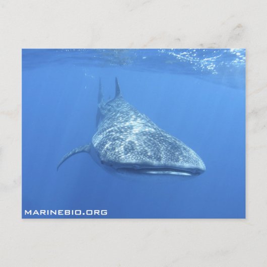 MarineBio Postcard Postkarte (Vorderseite)