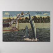 Marineland, Florida - Aussicht auf Fütternd Schwei Poster (Vorne)