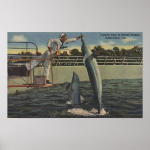 Marineland, Florida - Aussicht auf Fütternd Schwei Poster