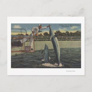 Marineland, Florida - Aussicht auf Fütternd Schwei Postkarte