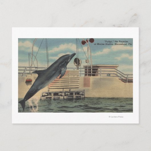 Marineland, Florida - Blick auf Pudgy, die Postkarte (Vorderseite)