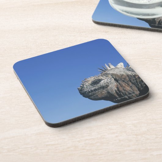 Marineleguan Getränkeuntersetzer (Linke Seite)