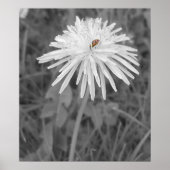 Marinkäfer Poster (Vorne)