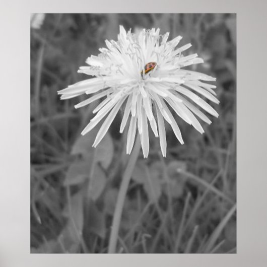 Marinkäfer Poster (Vorne)