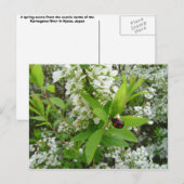 Marinkäfer Postkarte (Vorne/Hinten)