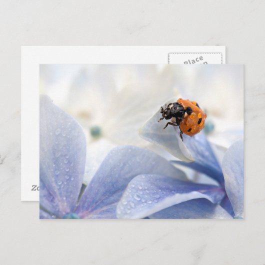 Marinkäfer Postkarte (Vorne/Hinten)