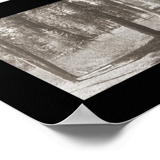 Mariposa Big Tree CA Foto 1906 Poster (Ecke)