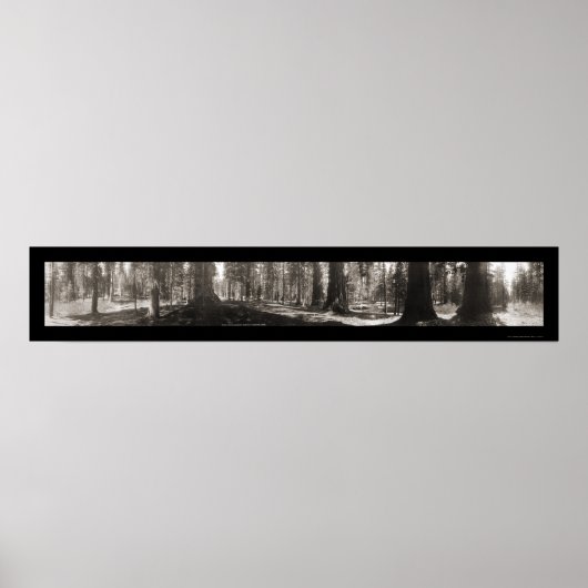 Mariposa Big Tree CA Foto 1906 Poster (Vorne)