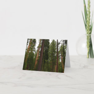 Mariposa Grove im Yosemite National Park Dankeskarte