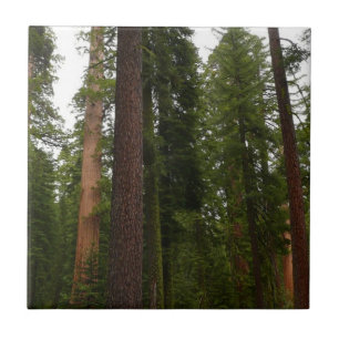 Mariposa Grove im Yosemite National Park Fliese